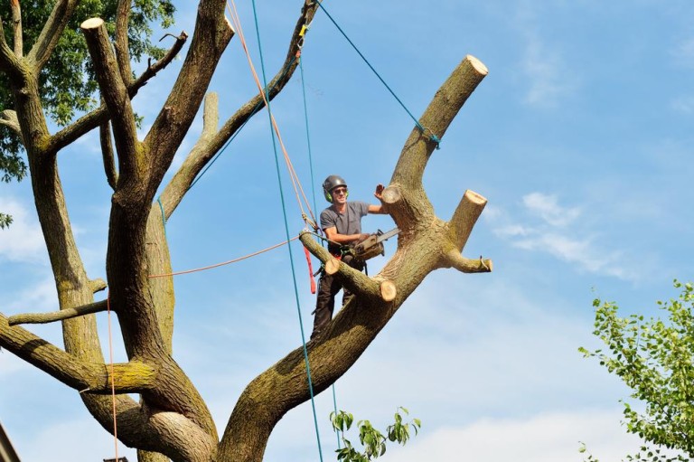 Quand et comment réaliser l'élagage des arbres à Ornans ?